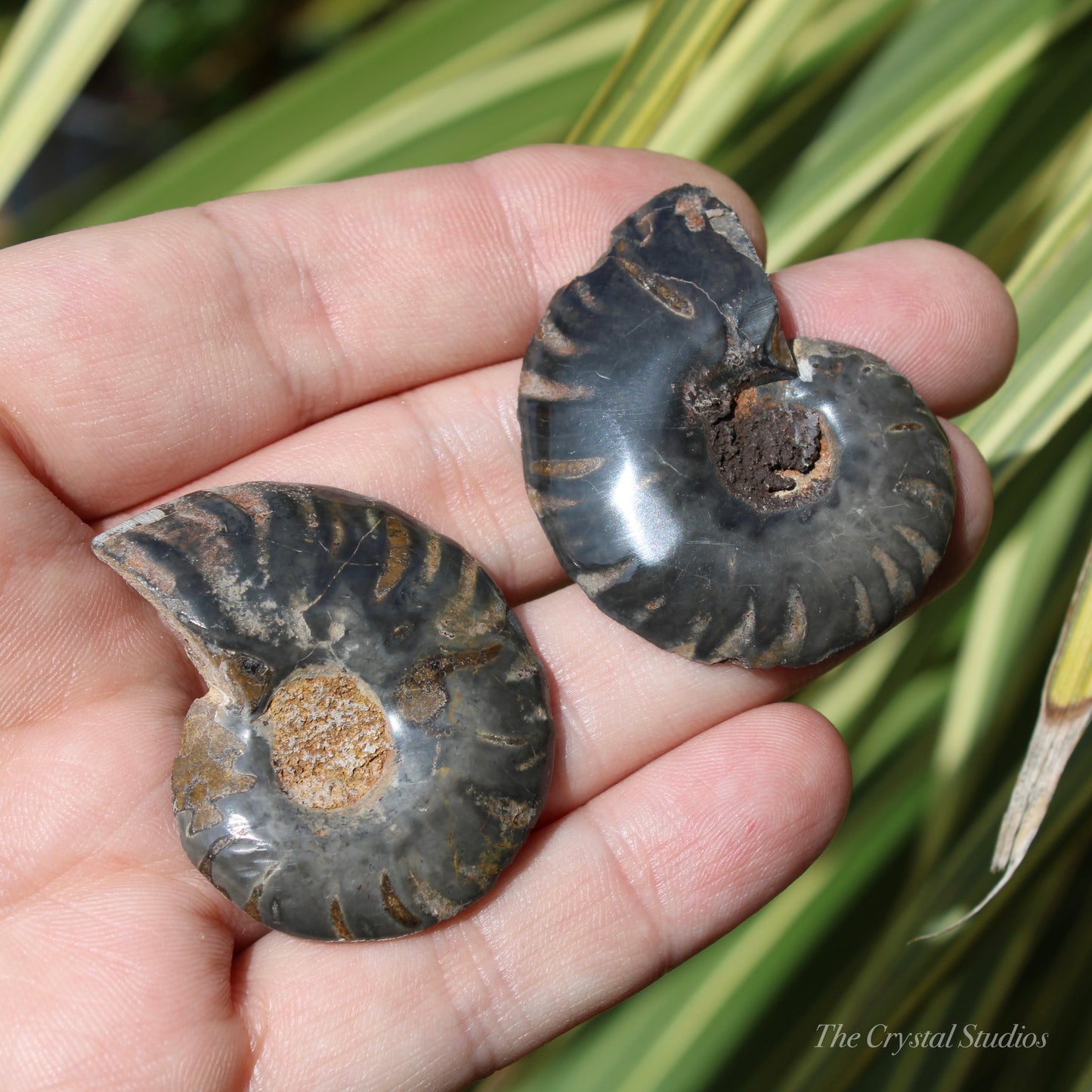 Ammonite Pair Fossil