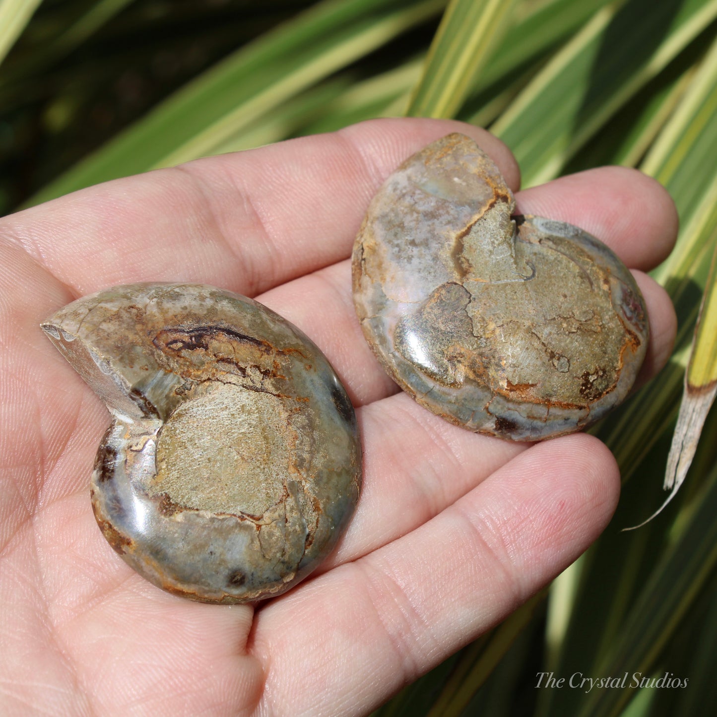 Ammonite Pair Fossil
