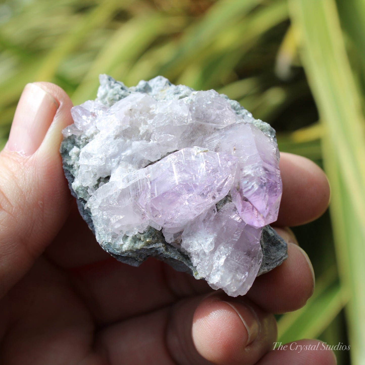 Vera Cruz Amethyst Natural Crystal Cluster