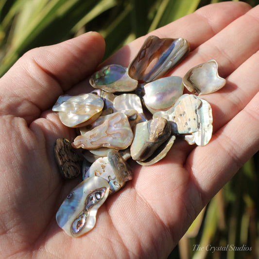 Abalone Shell Natural Polished Pieces