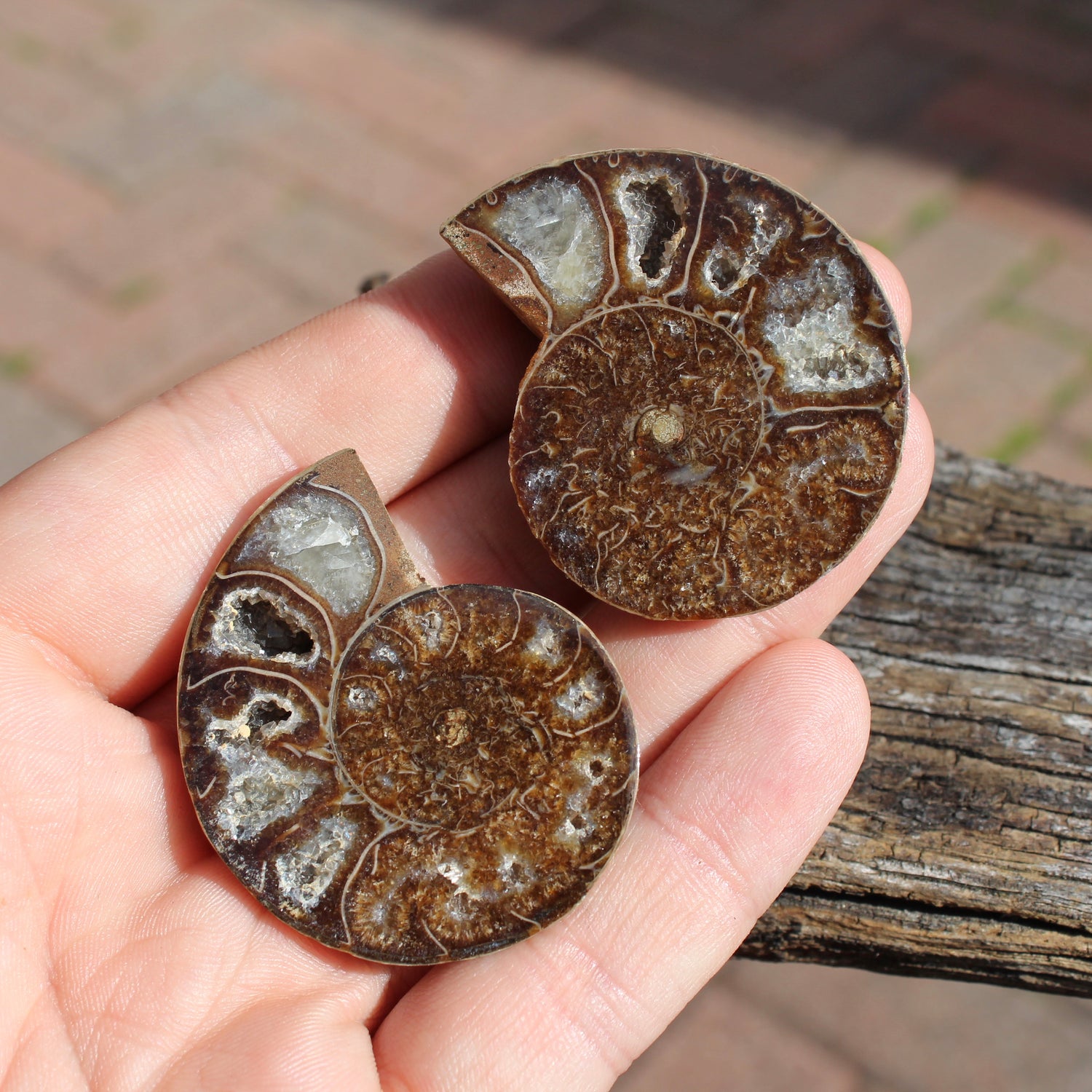 Ammonite
