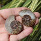 Ammonite Pair Fossil
