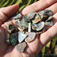 Abalone Shell Natural Polished Pieces