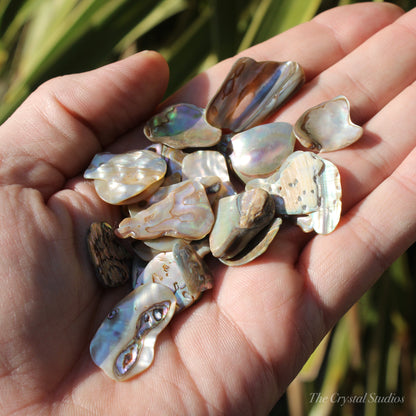 Abalone Shell Natural Polished Pieces