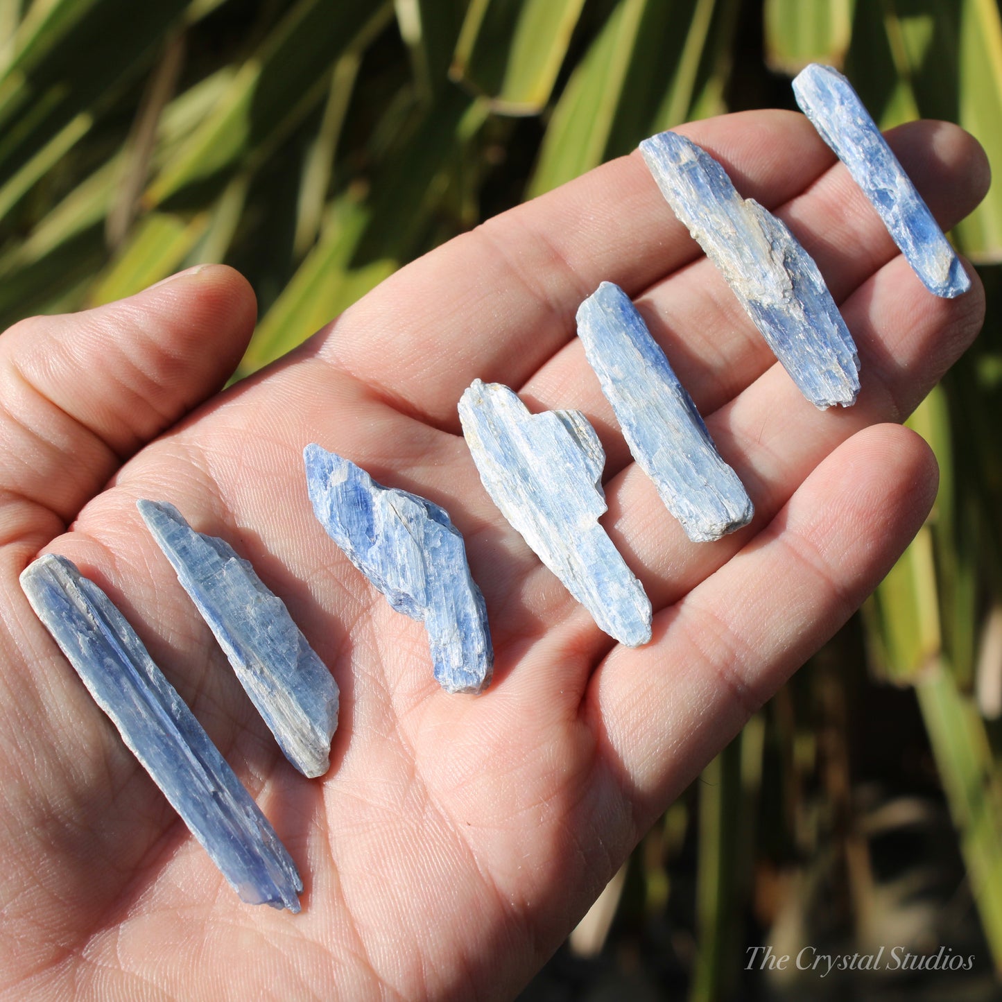 Blue Kyanite Natural Crystal Blades